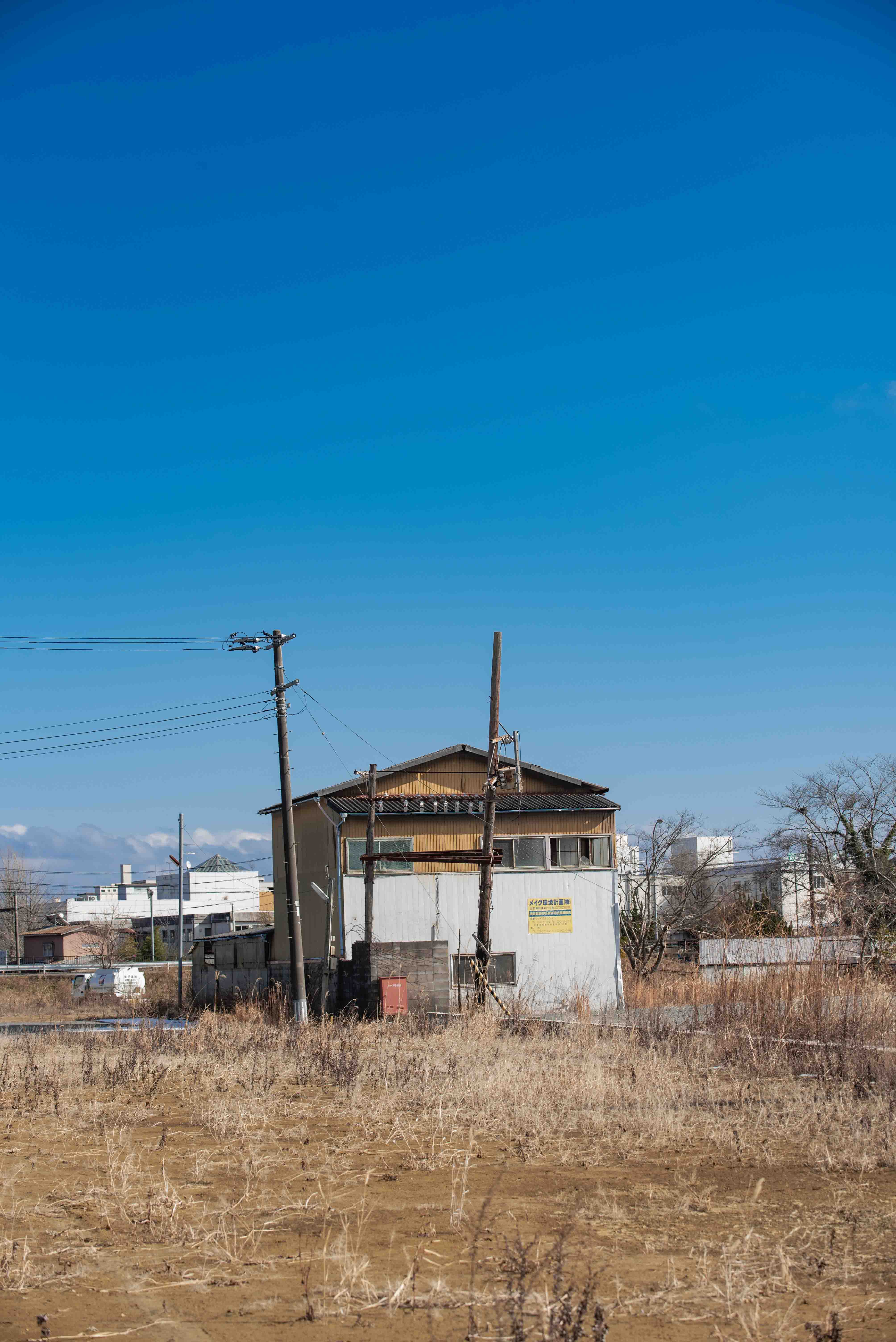 Japanese bird sits in tree, green leaves